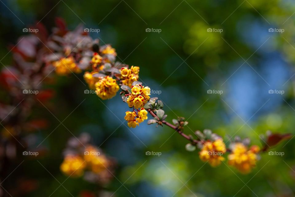 Yellow blooming twig 