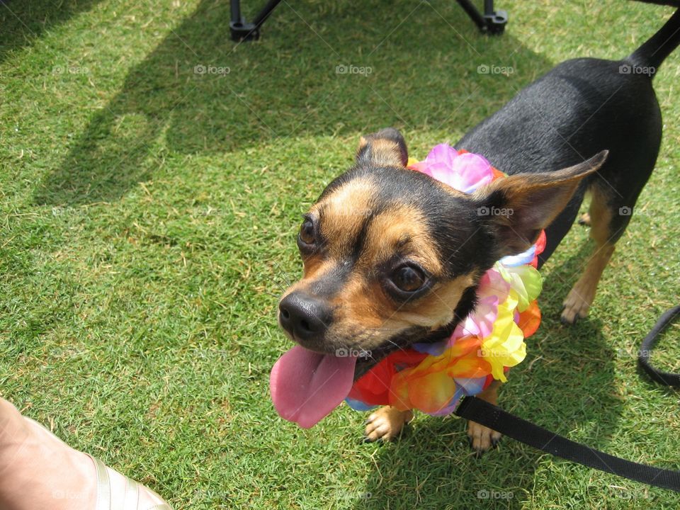 Jimmy Buffett Concert