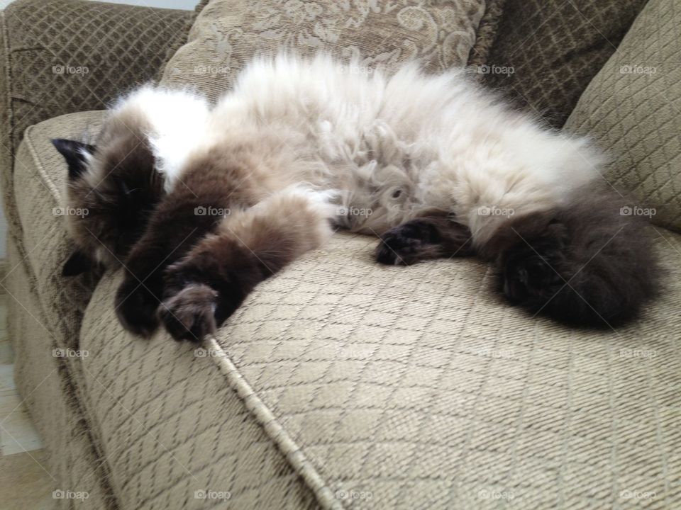 Blue eyed Himalayan cat chilling and relaxing on the couch all sprawled out having another lazy day. 