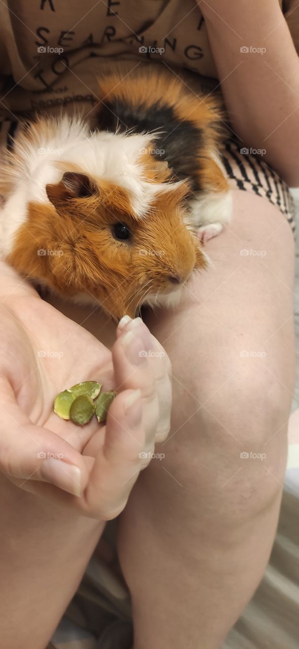 A guinea pig named Alvin lives with us, he loves pumpkin seeds very much