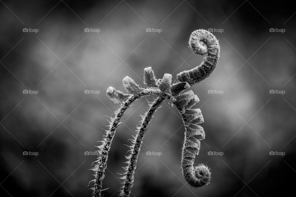 Natural abstract shapes formed by the fronds or fiddleheads of a Christmas Fern (Polystichum acrostichoides). 