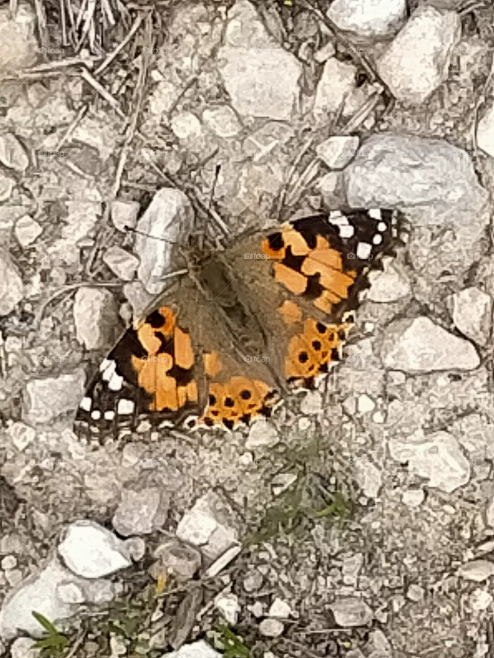 Butterfly's break