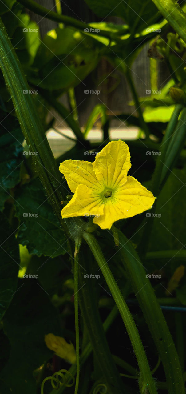 yellow flower from a mellon plant