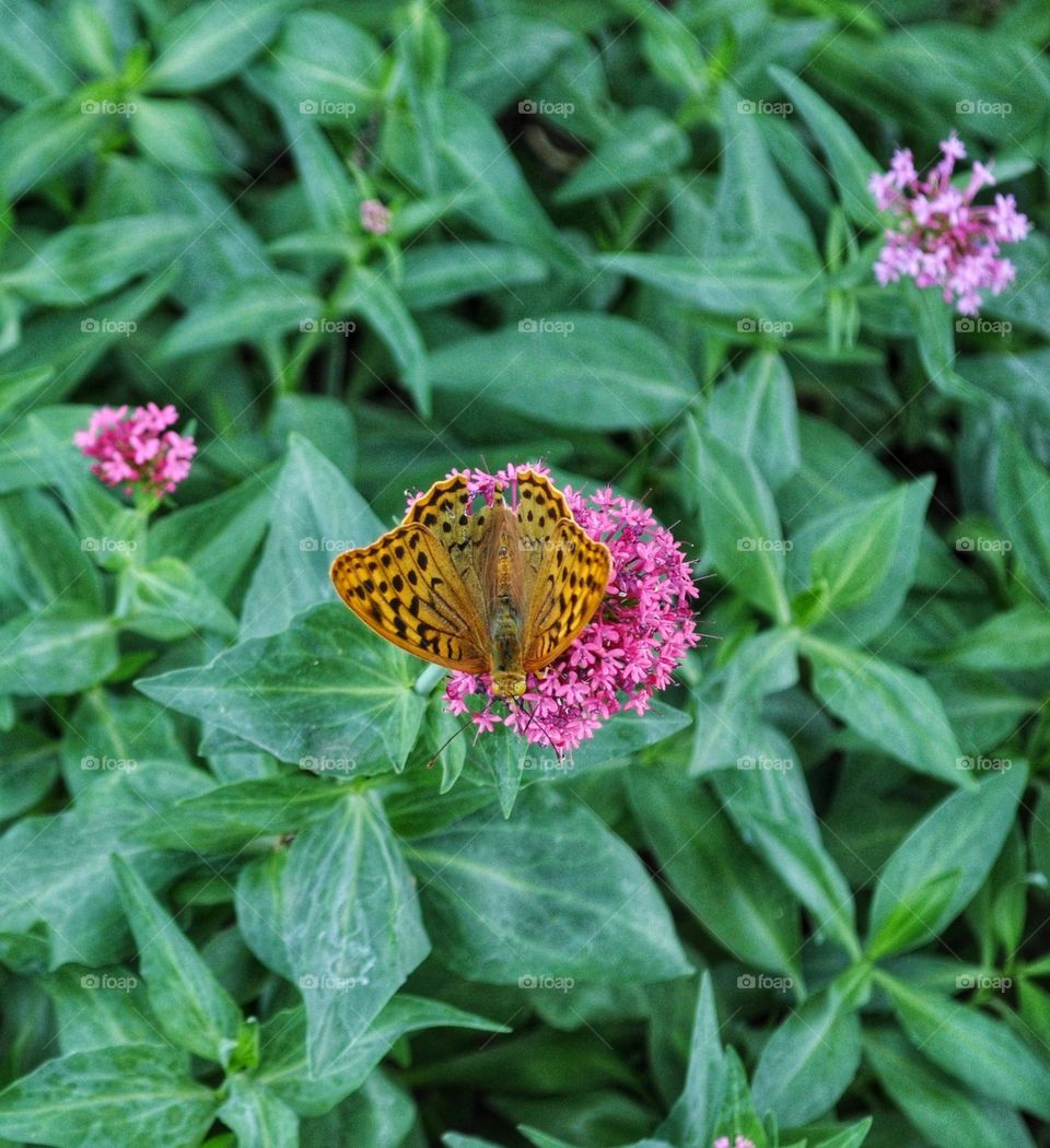 A close-up of a butterfly on a pink flower with so many green leaves around.