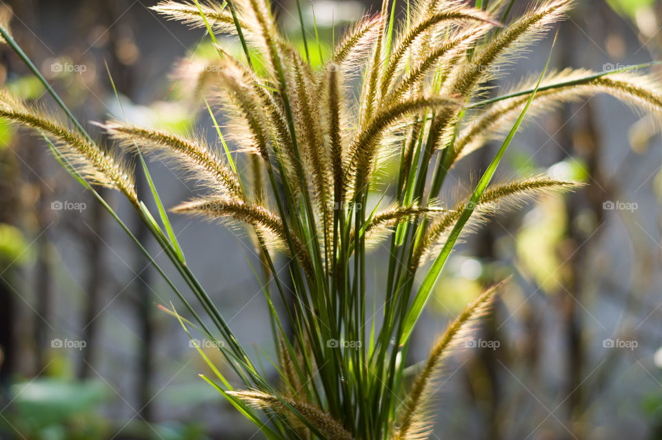 Natural light falling on beautiful grass.