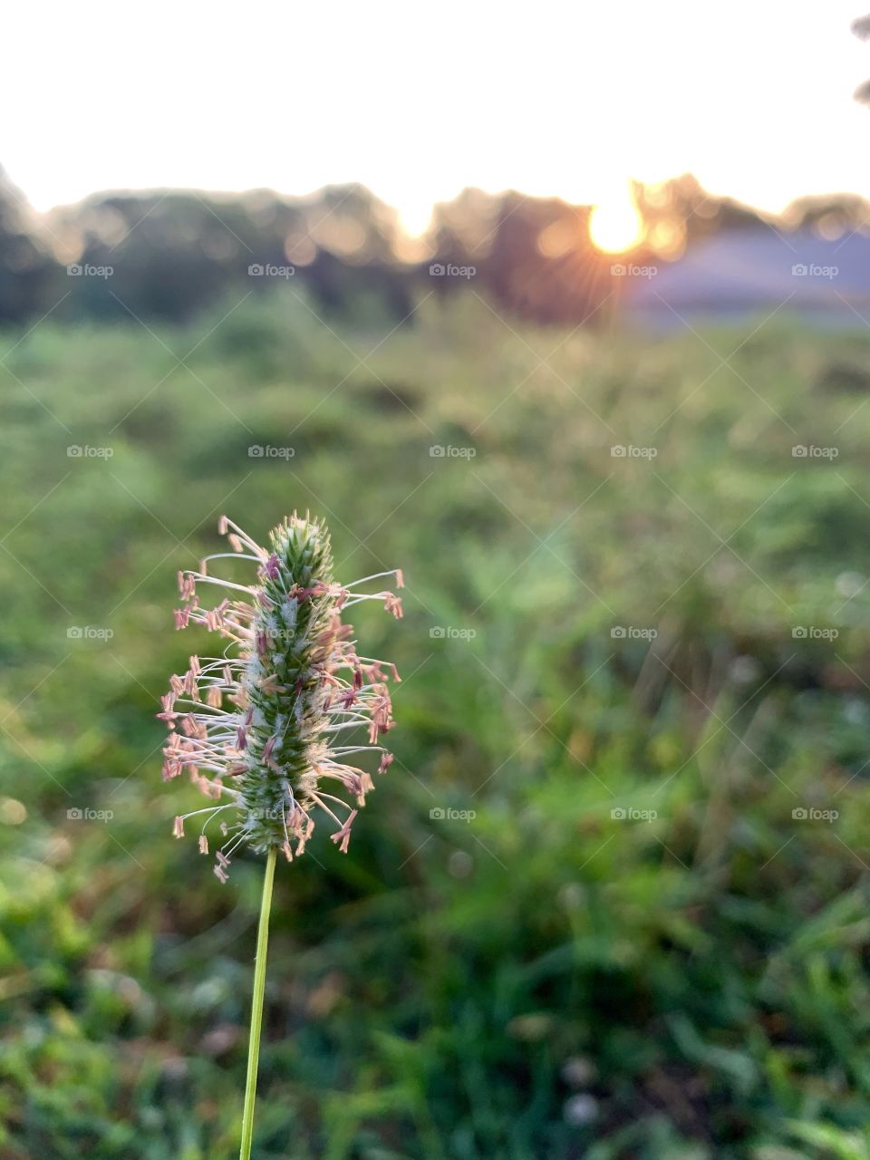 Isolated closeup of prairie grass gone-to-seed in a field against a blurred background with the sun on the horizon