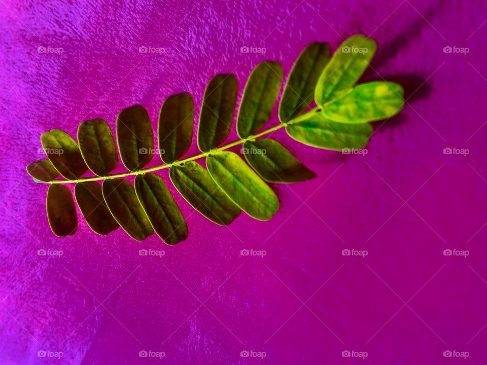  Leaves colored with water color in contrast with its background. This will show a perfect color contrast with different background.