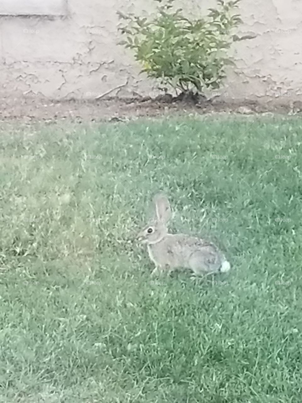 Bunny outside my door! it's not Easter yet, but I told my kids to behave because this may very well be the Easter bunny watching 🤣