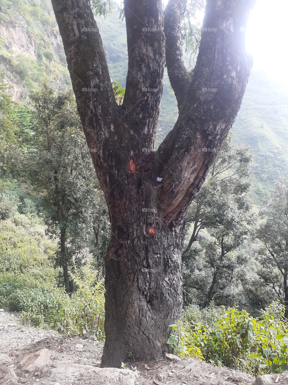 uttrakhand chamoli forest view