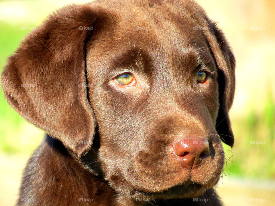 Chocolate Labrador pup