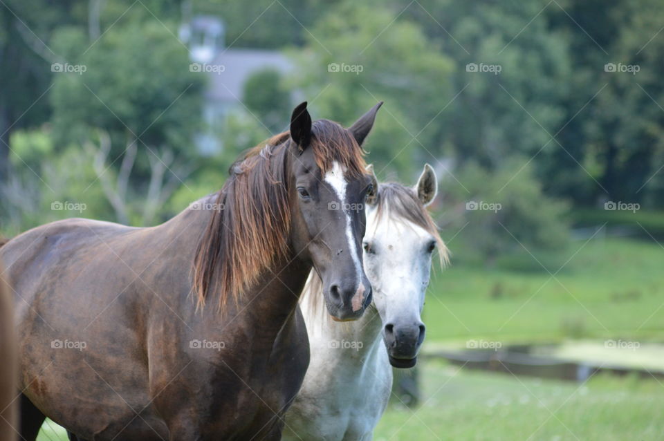 Horses on green land