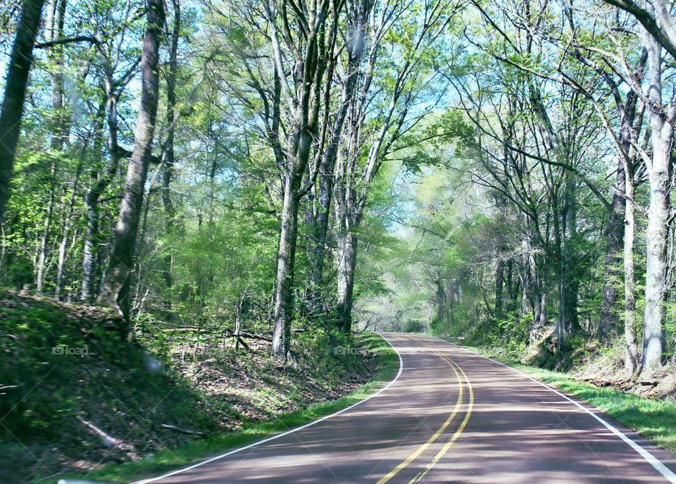 July in the Natchez Trace.