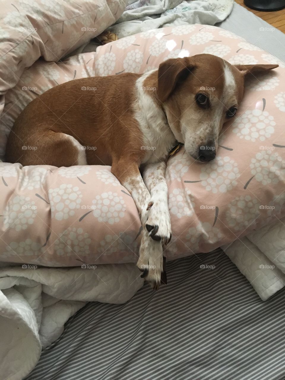 Sleepy cuddle dog beagle jack russel terrier