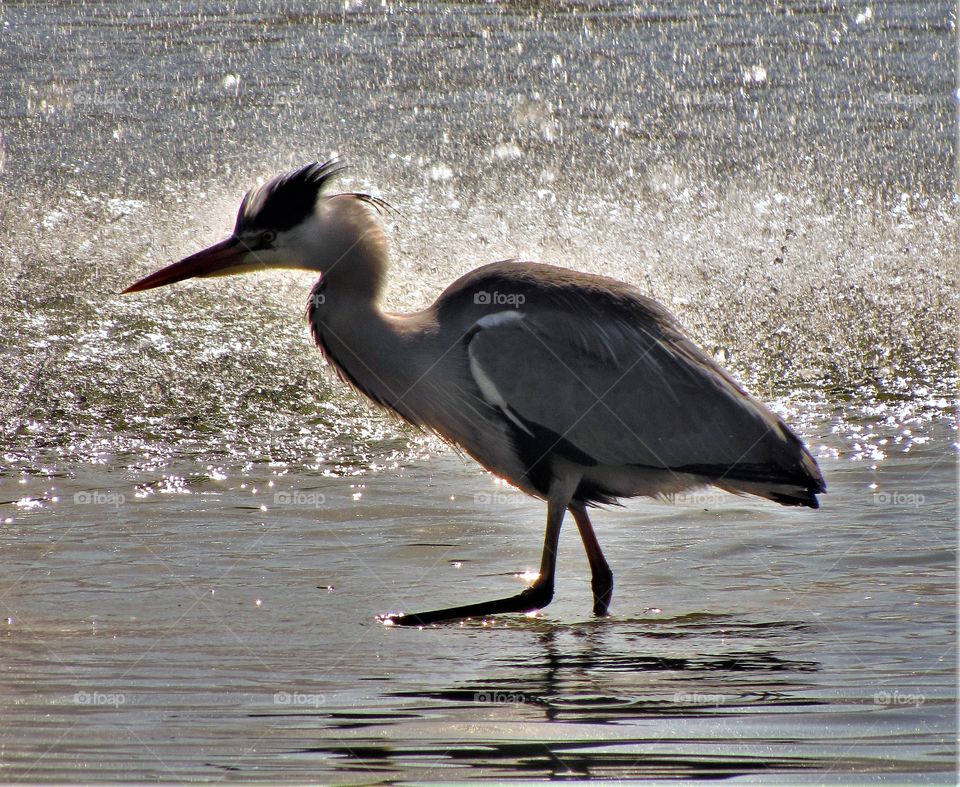 Heron