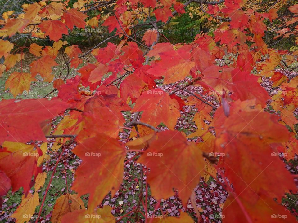 Fall Leaves on Florida Mountain