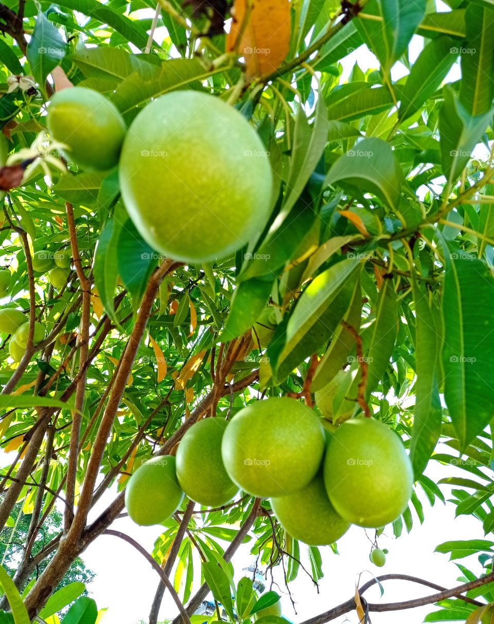 Young fruit, still raw, drooling ...