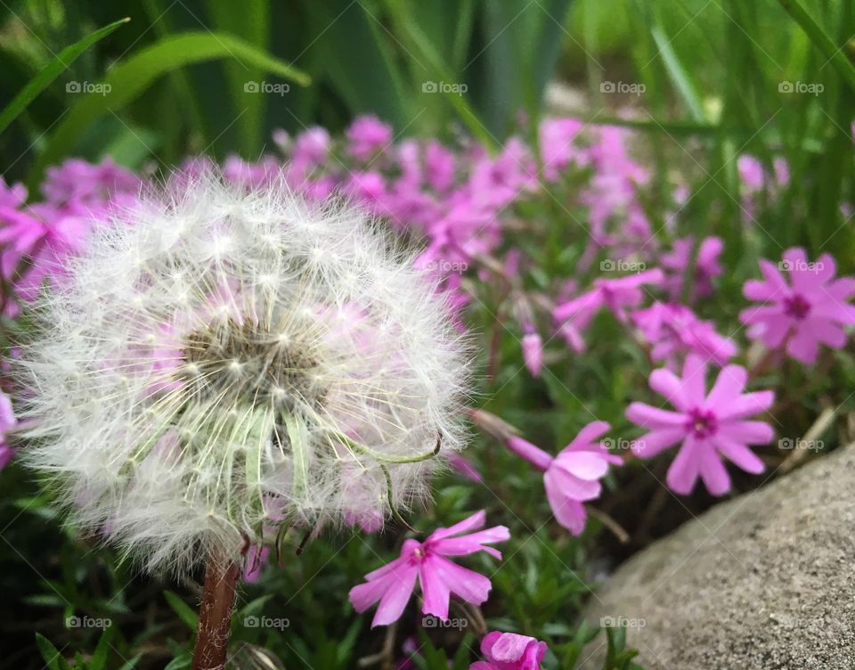 Flowers and dandelion