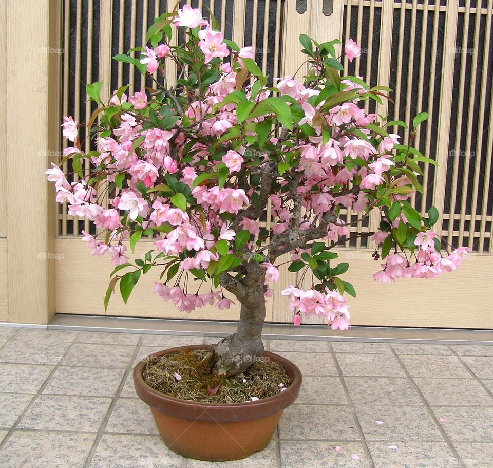 Sakura​ binsai1