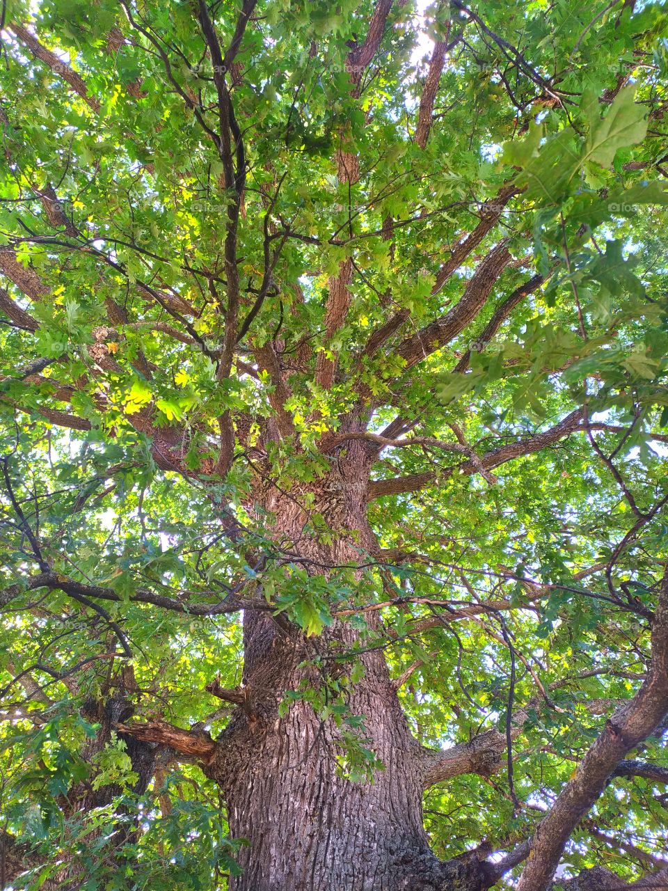 The Great Oak Tree Embrace