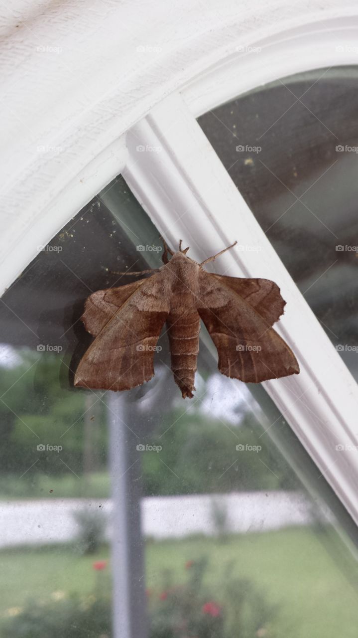 Moth on door with yard reflection