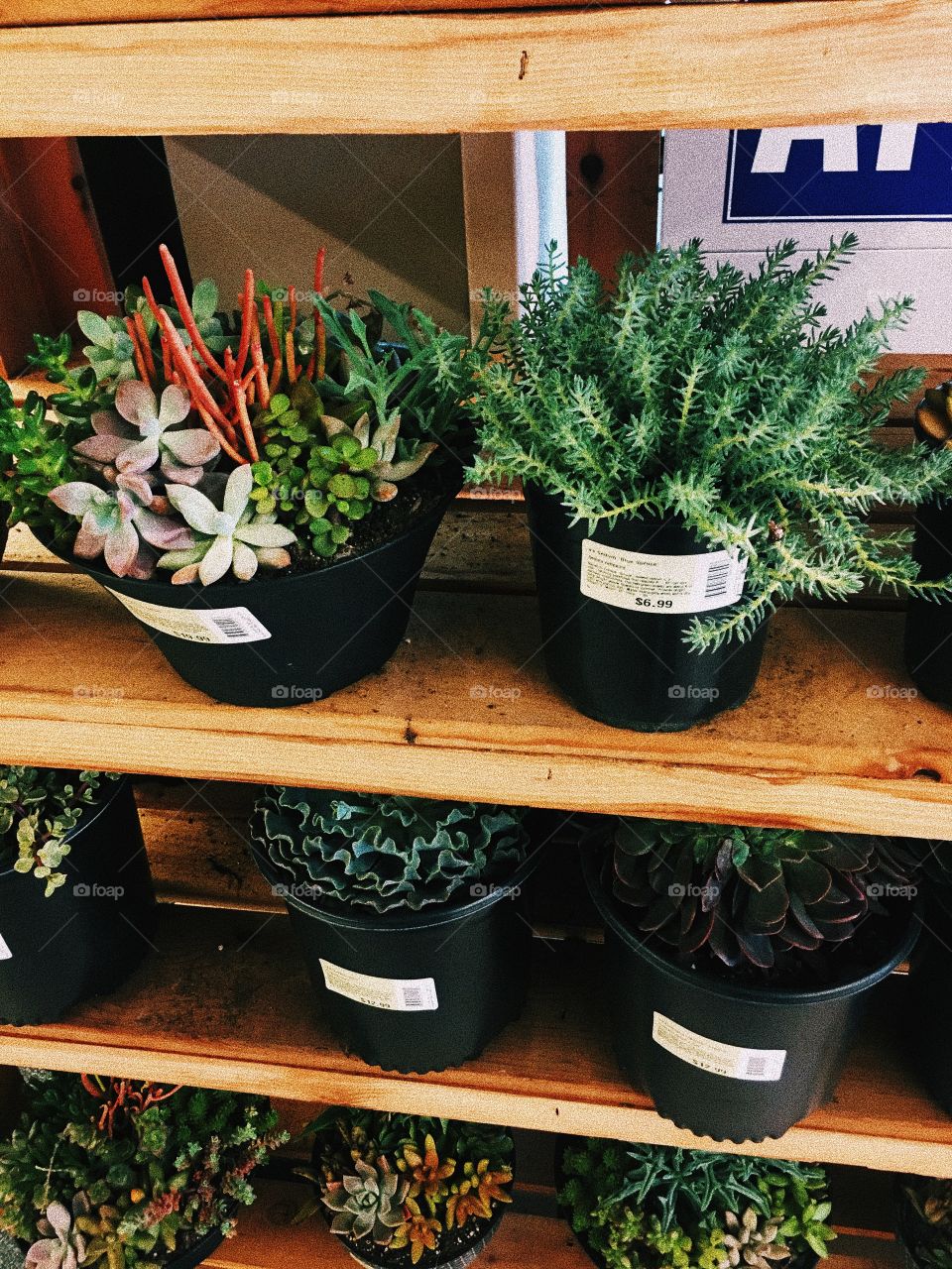 There’s a booth of succulents everytime I go shopping on the military base