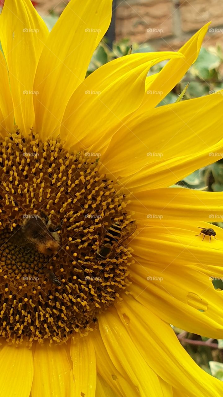 sunflower witha bee,honeybee and fly