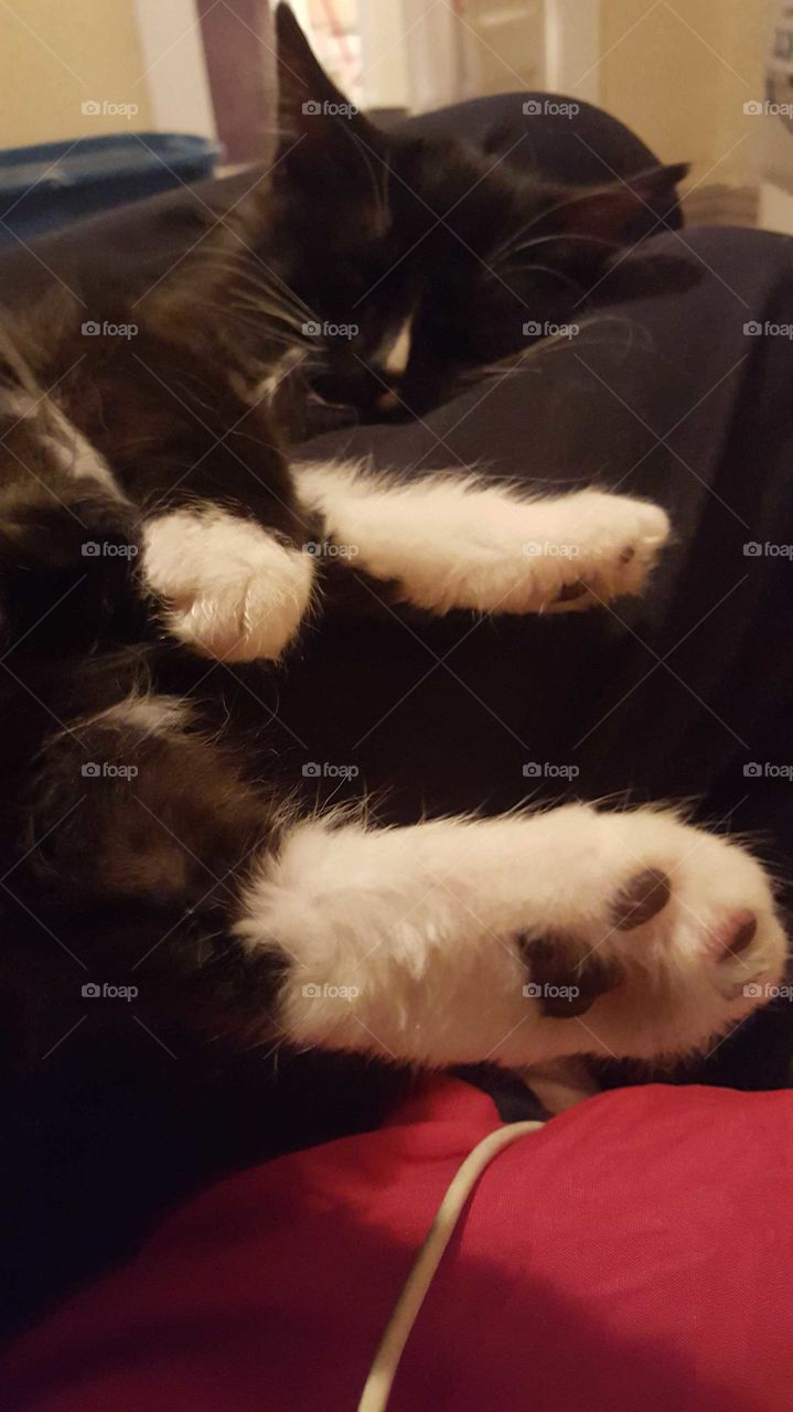 kitten paws