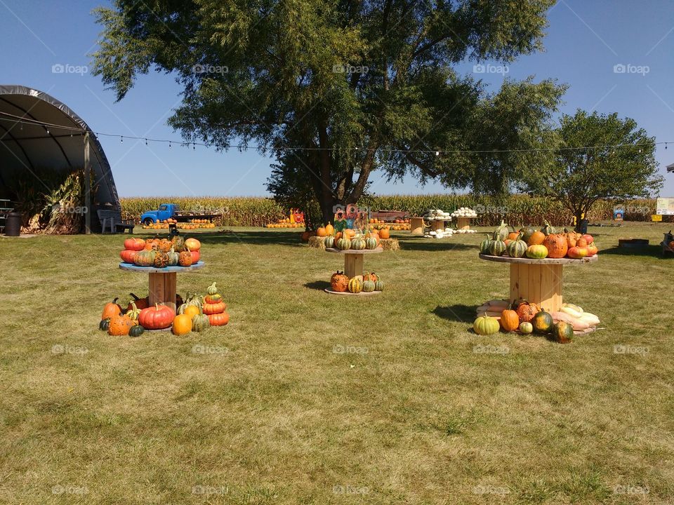 pumpkin displays
