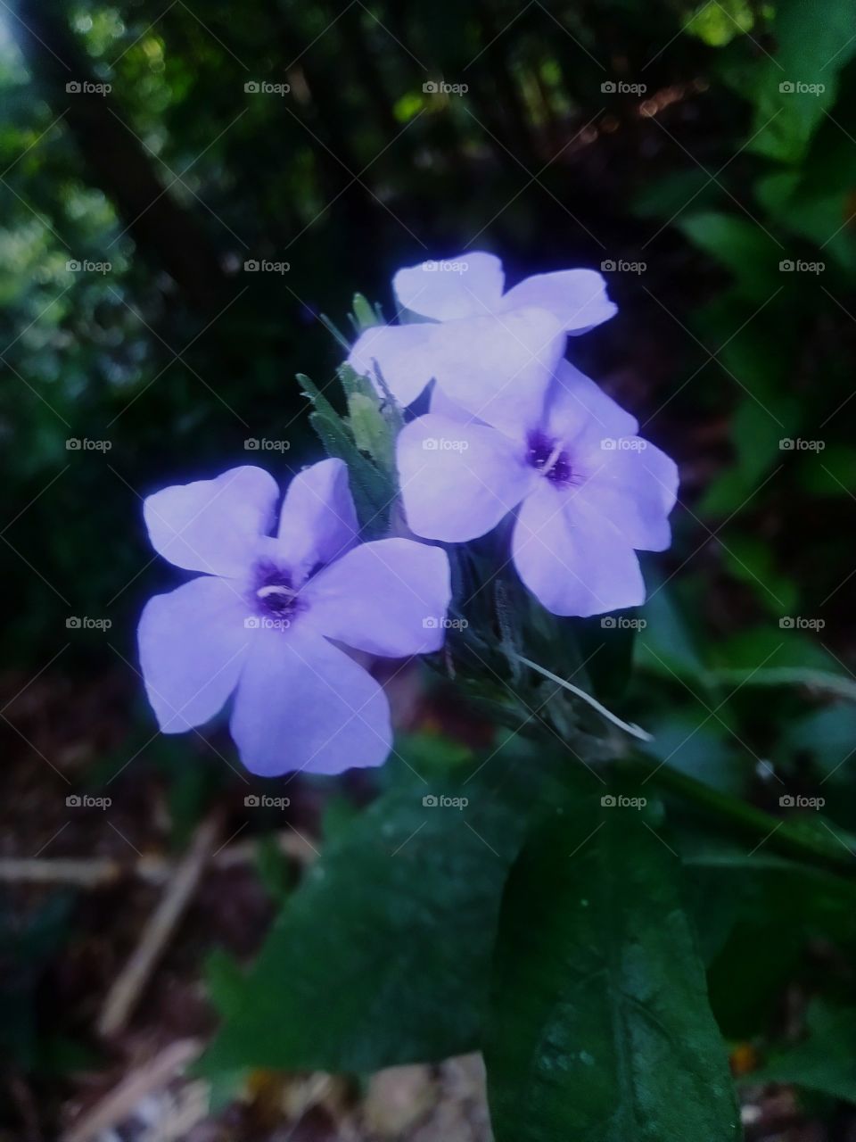 This beautiful flower grows wild in the garden.