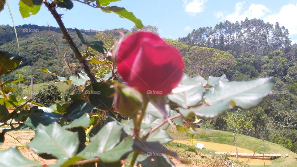 solitária na montanha