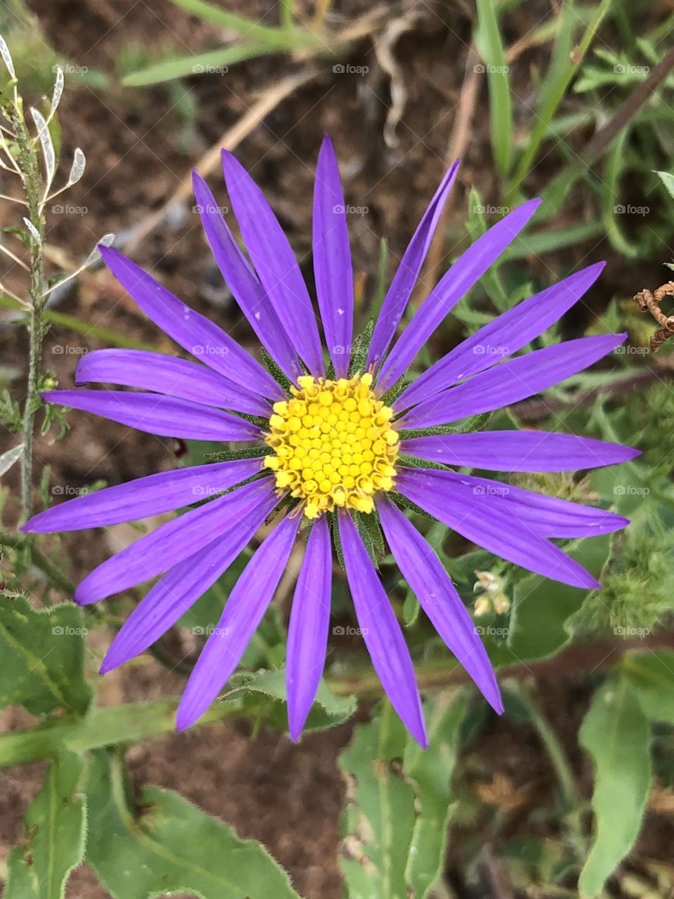 Wild Purple Aster
