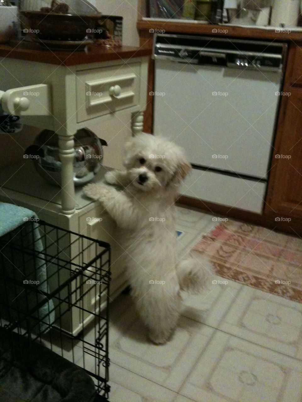 Puppy wants cookies . Cooper found the cookie jar