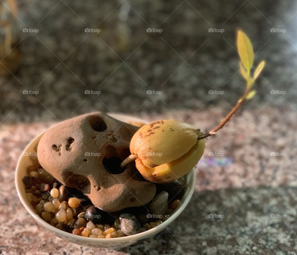 Avocado seed