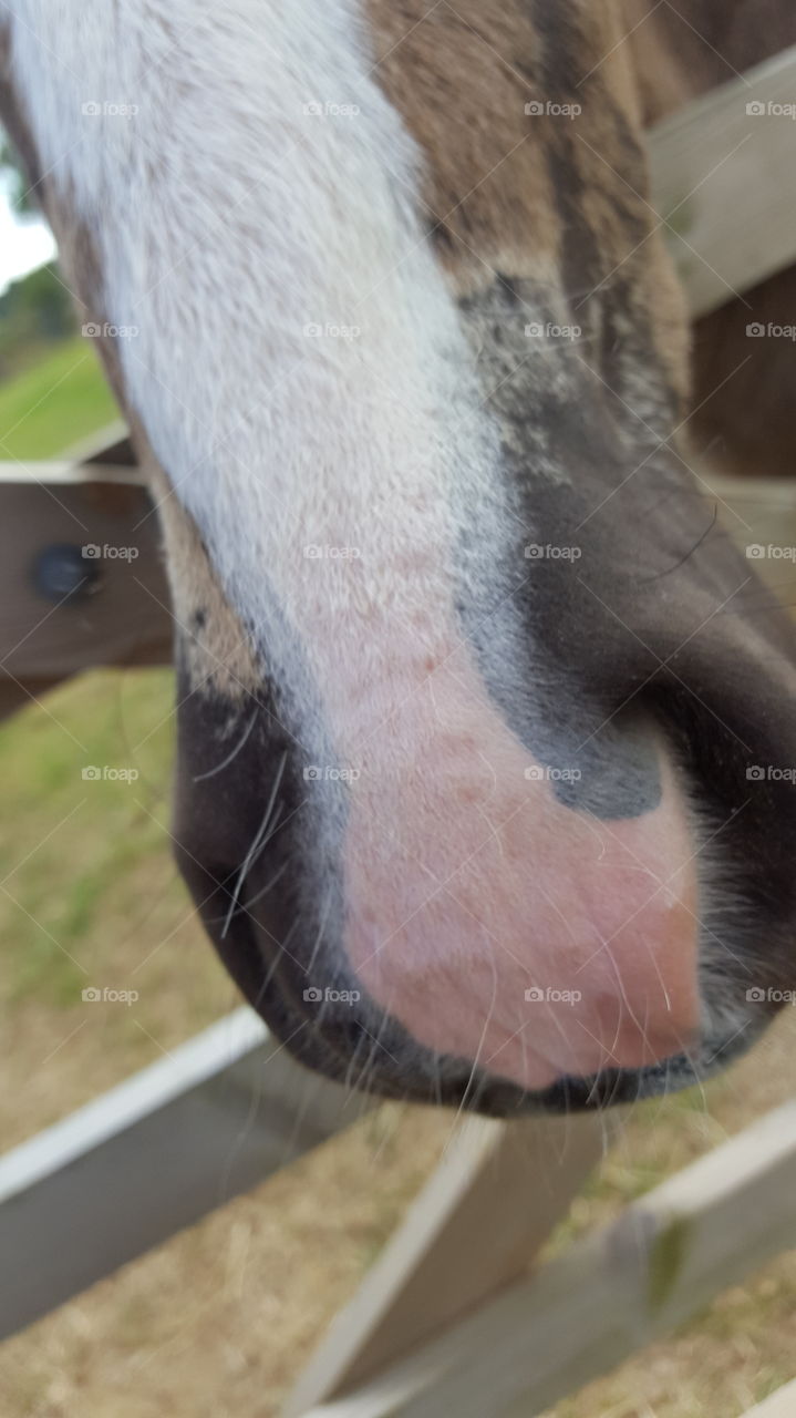 horse  nose