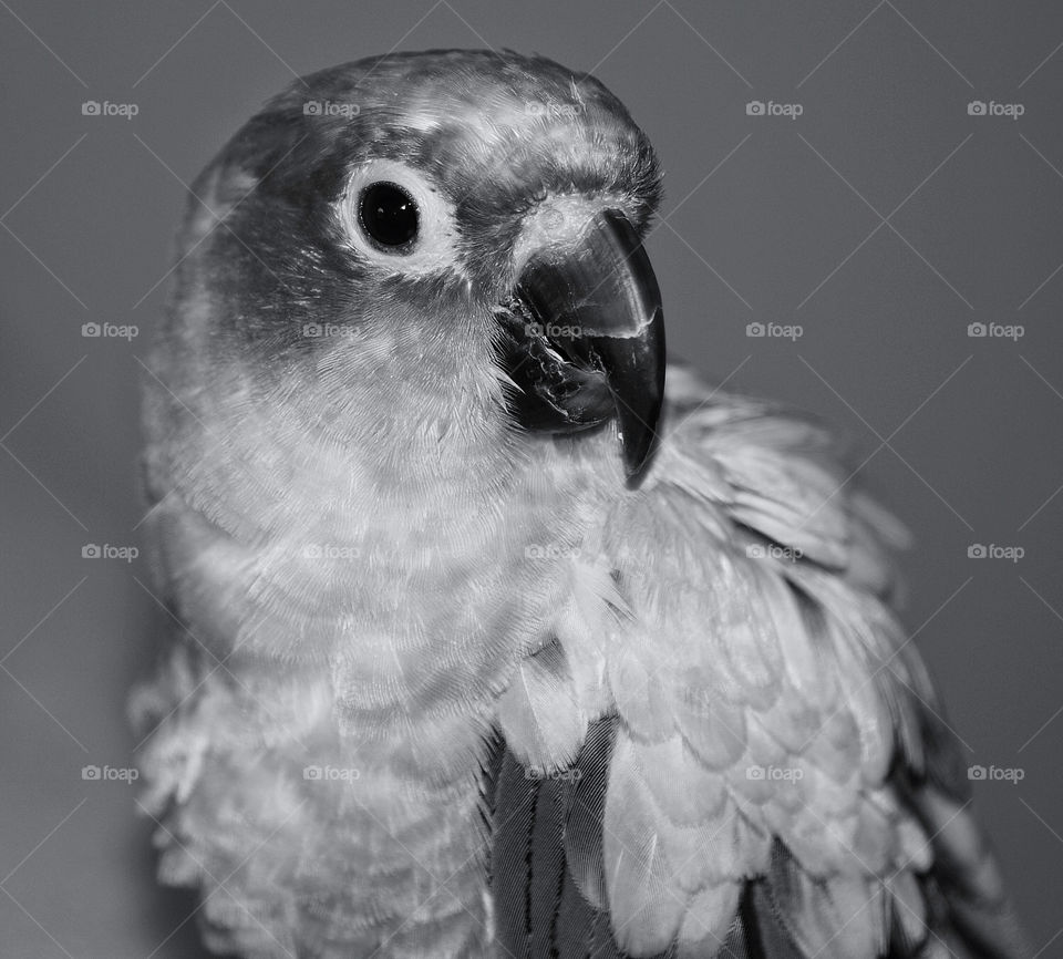 white black sun conure by delvec