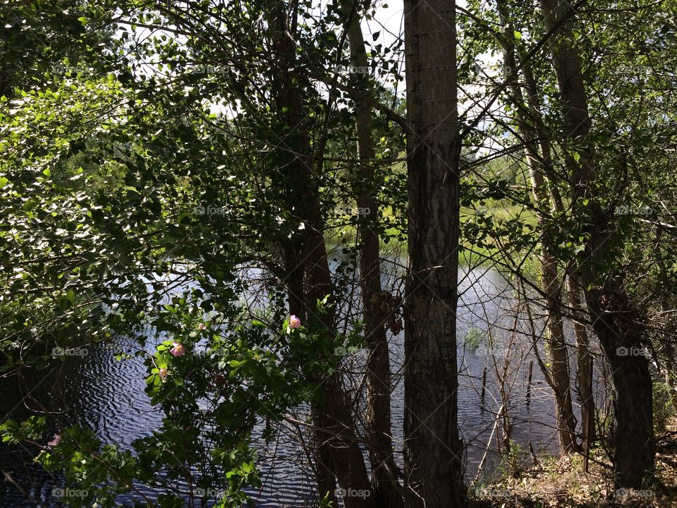 Hiking near a pond in the wilderness! 
