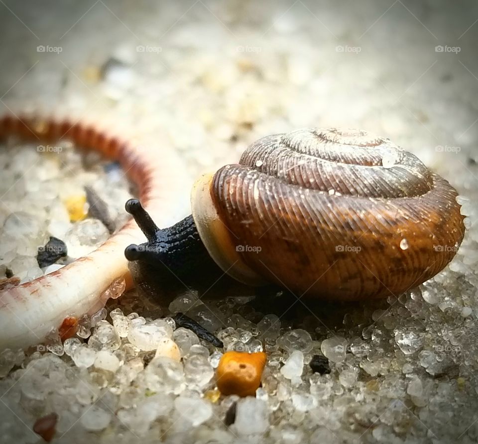 Snail encounter with a earthworm on sand