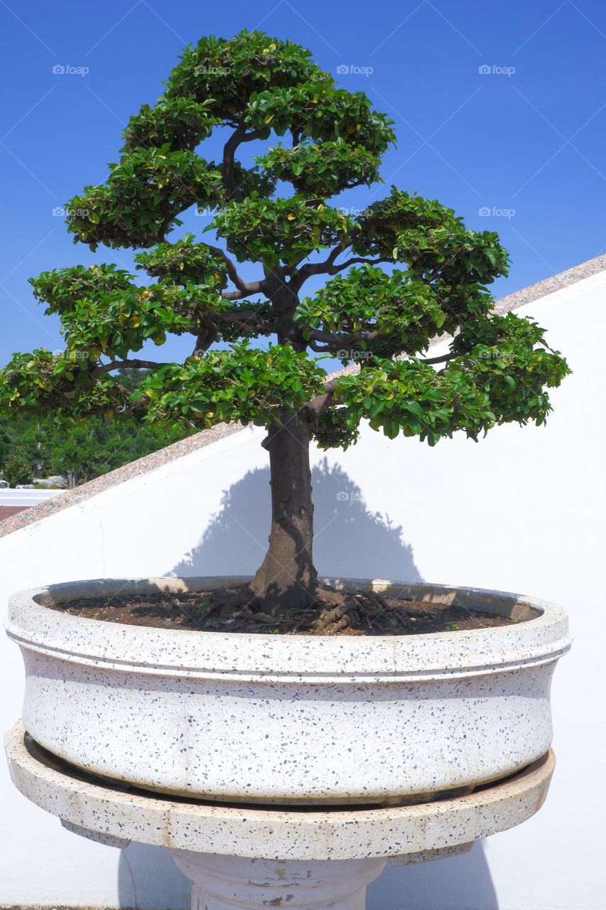bonsai with branches and stems in a plant pot sky backdrop.