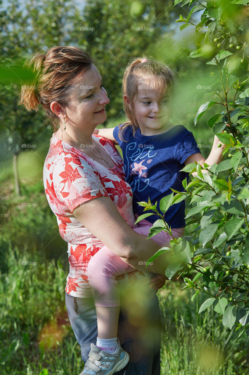 Mother showing her daughter cherries growing in a orchard. Real people. Authentic situations