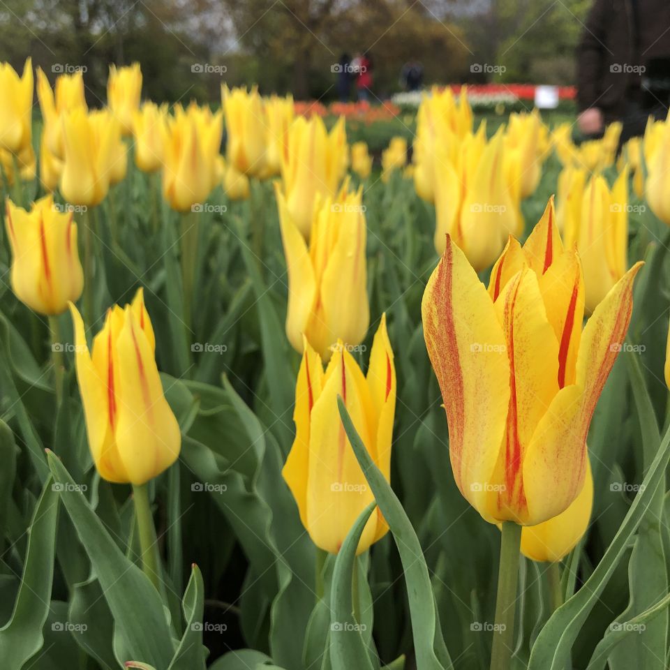 Yellow Flame Tulips