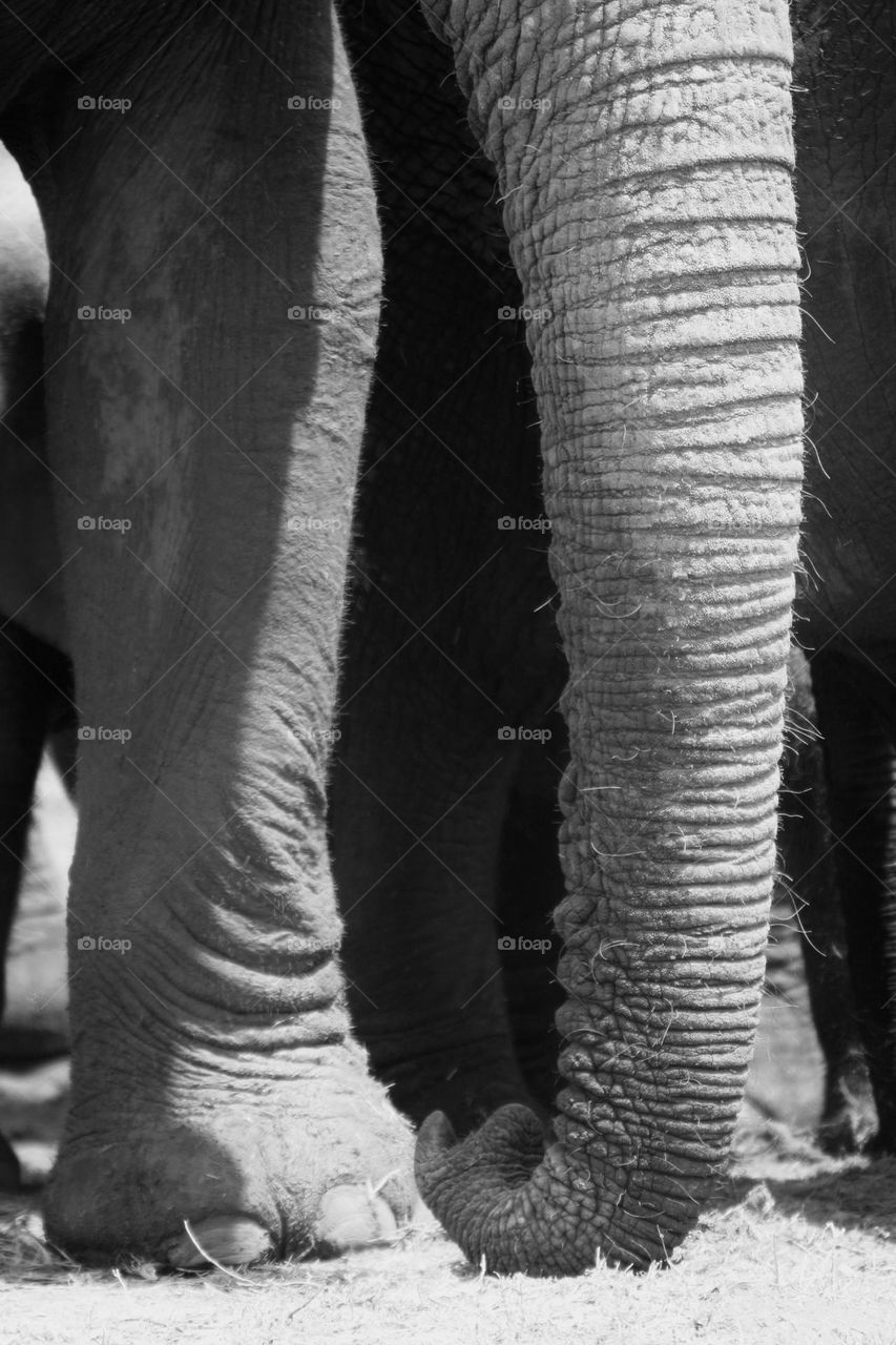 A black and white shot of an elephant trunk 