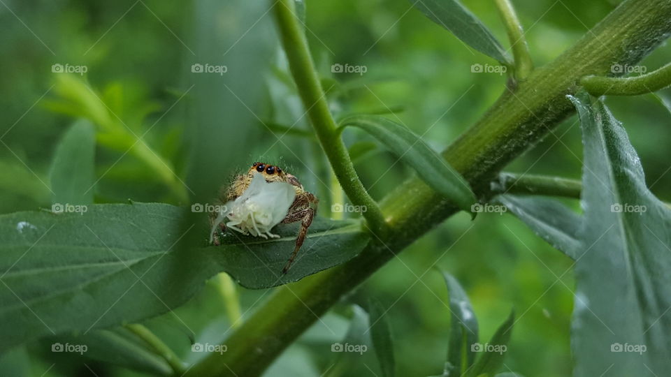 wittle spider