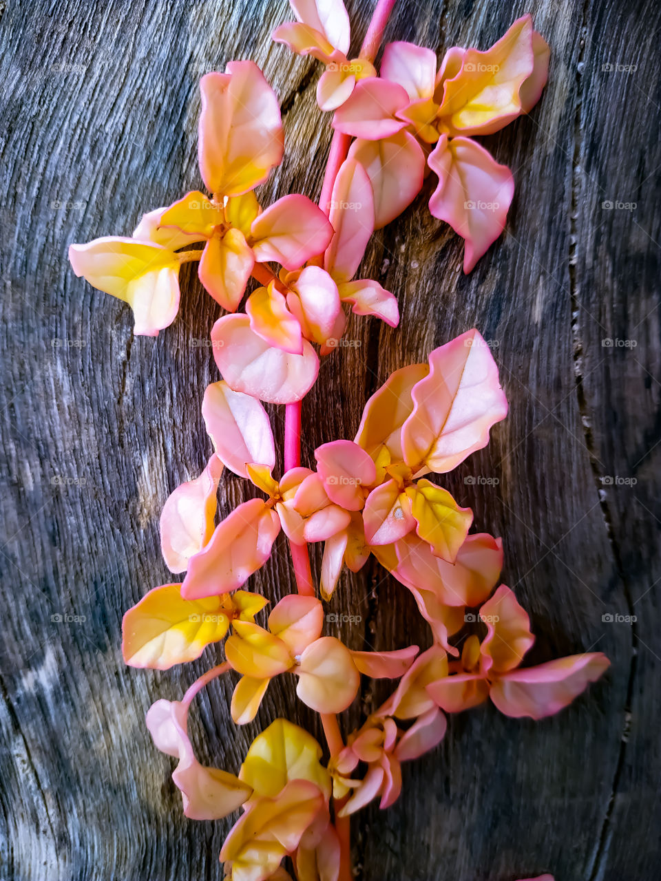 Pink leafs on an old wooden background, Rajasthan India