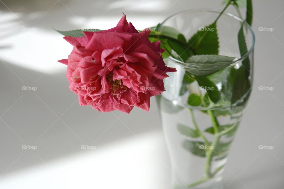 rose flower in glass vase