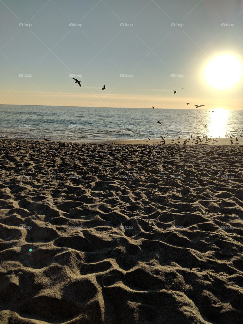 Seagulls on Laguna Beach, CA at sunset