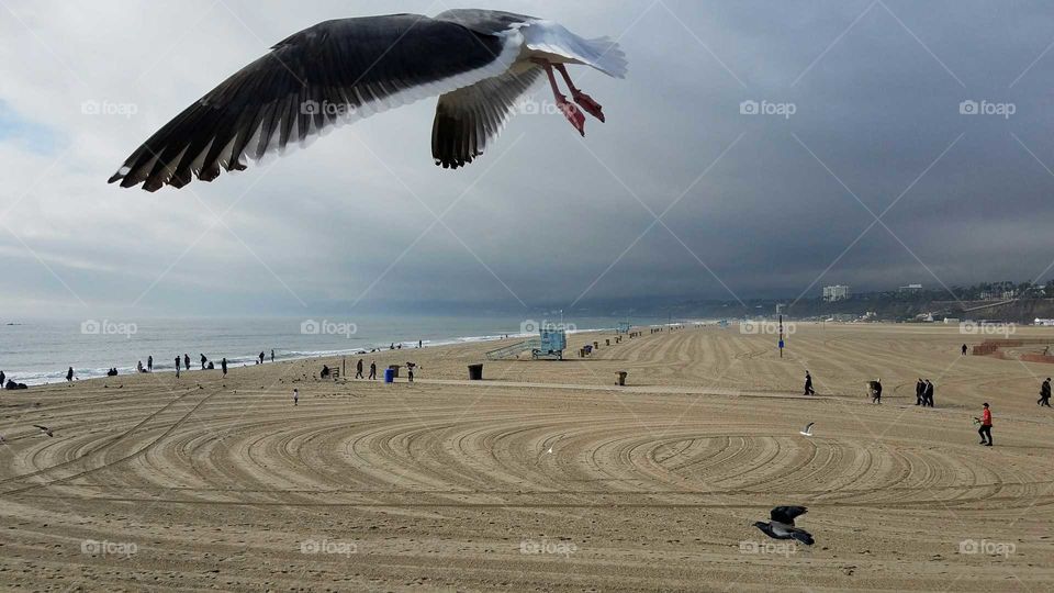 Santa Monica pier seagull