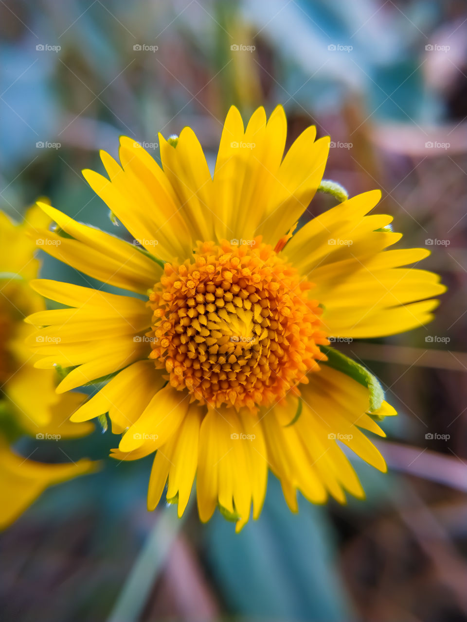 Yellow Desert Wild Flower in Rajasthan India