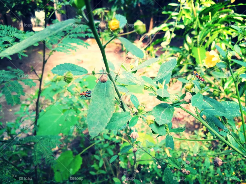 Nature
