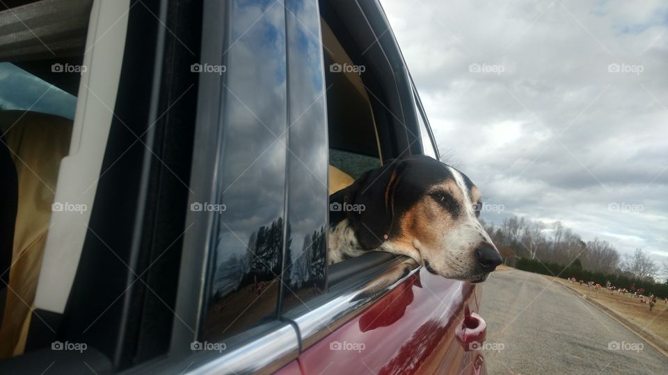 Toby enjoying a car ride