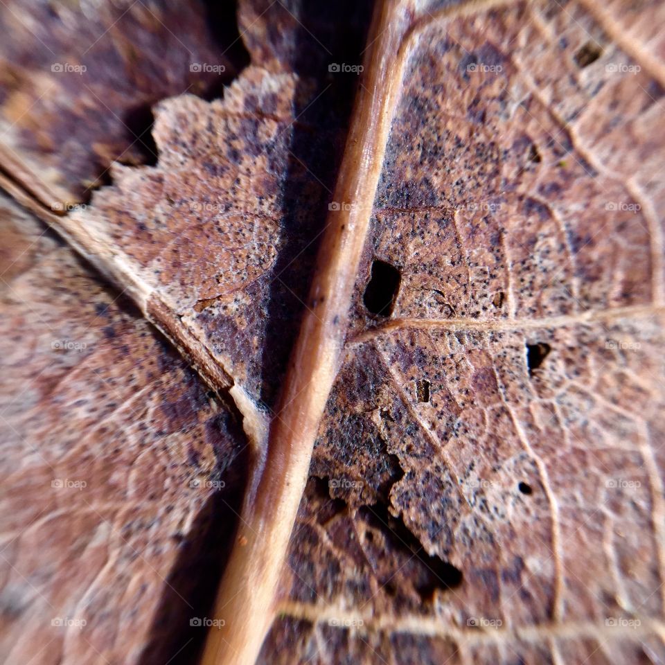 Old leaf